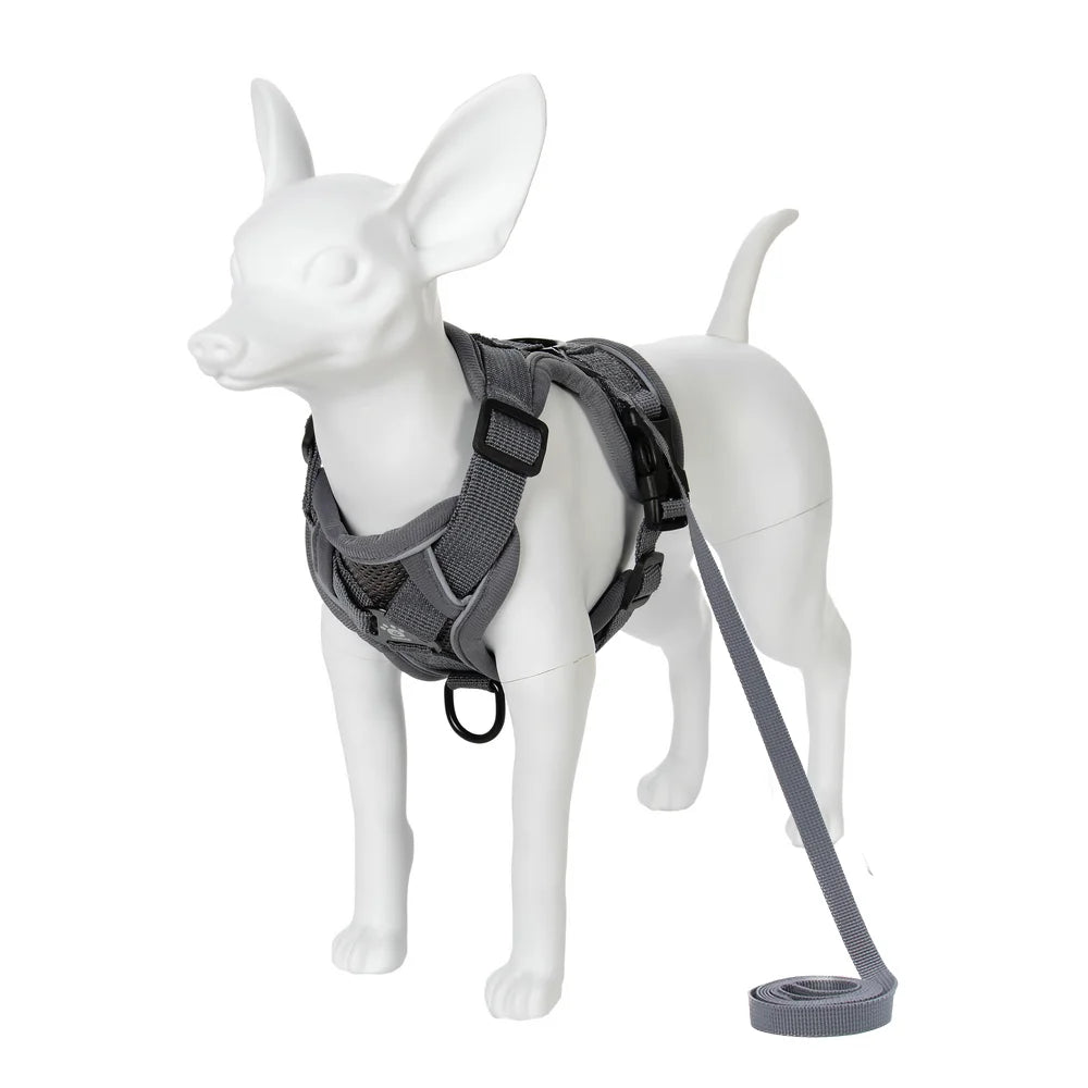 Ensemble Harnais et Laisse pour Petit Chien - Réfléchissant