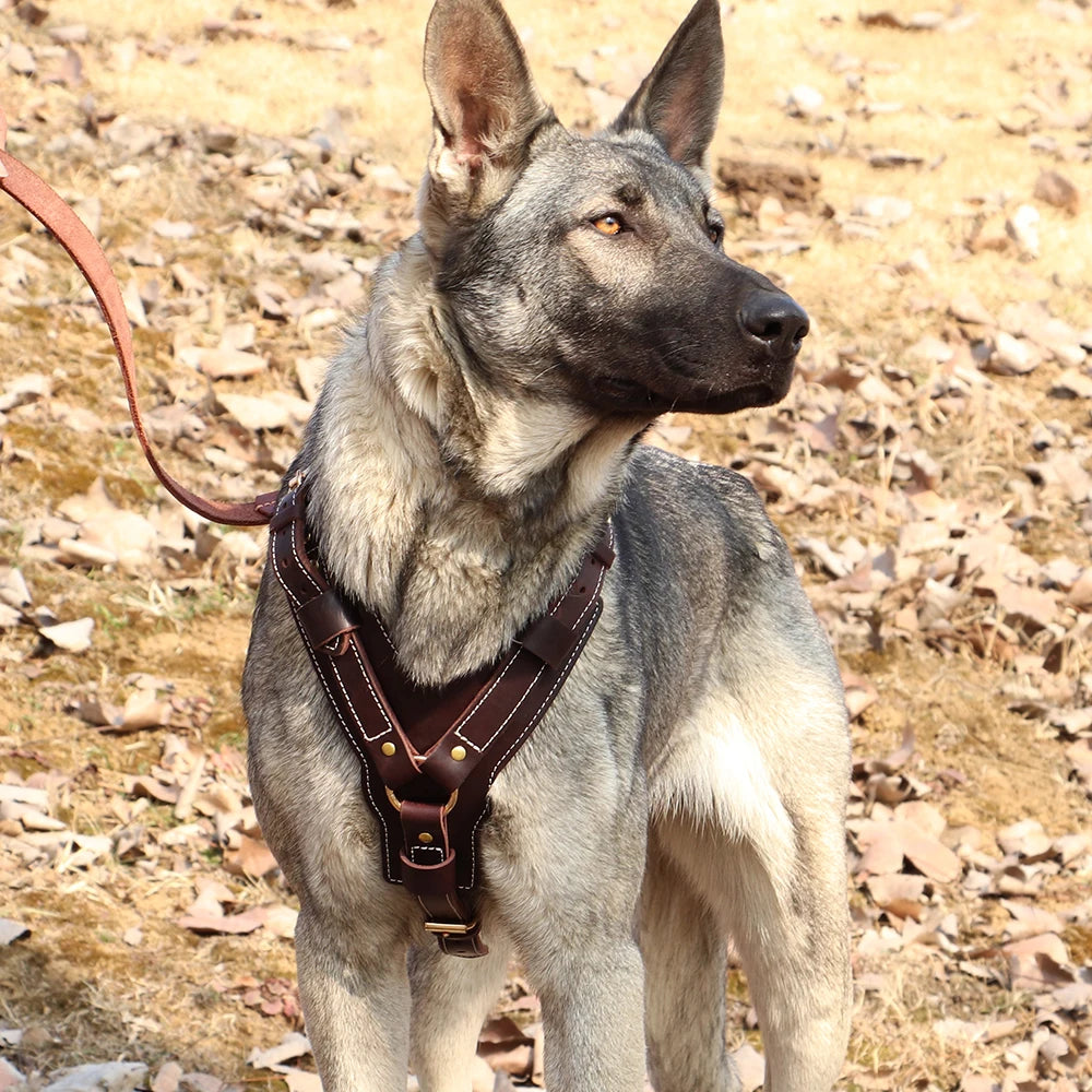 Harnais en Cuir Véritable pour Grand Chien - Poignée Réglable