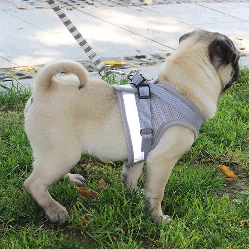 Ensemble Laisse et Harnais en Maille pour Petit Chien - Chiot, Carlin