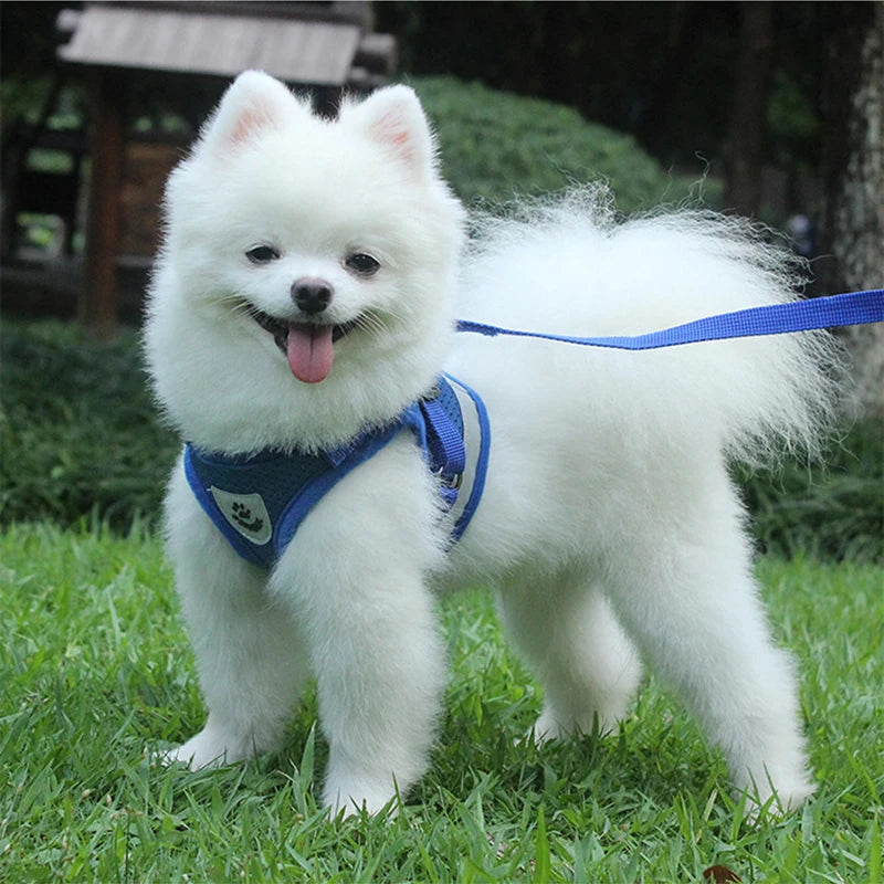 Ensemble Laisse et Harnais en Maille pour Petit Chien - Chiot, Carlin