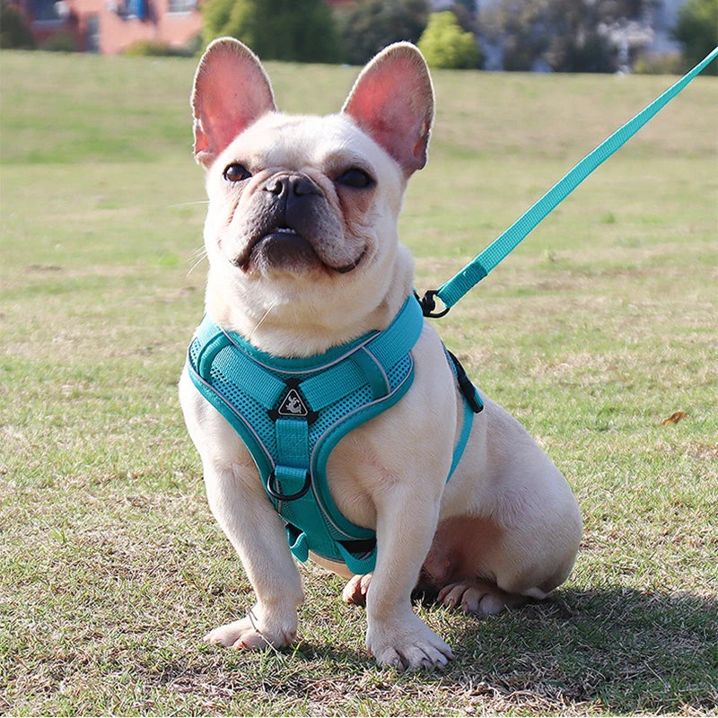 Ensemble Sans Côtes en Maille pour Petit Chien et Chat - Bouledogue Français