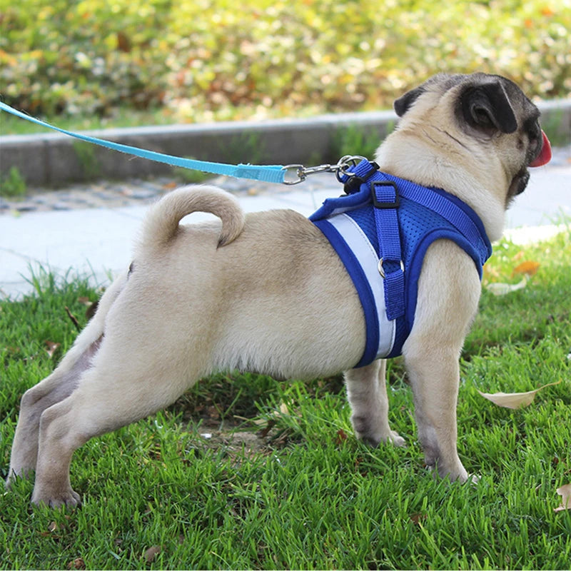 Ensemble Laisse et Harnais en Maille pour Petit Chien - Chiot, Carlin