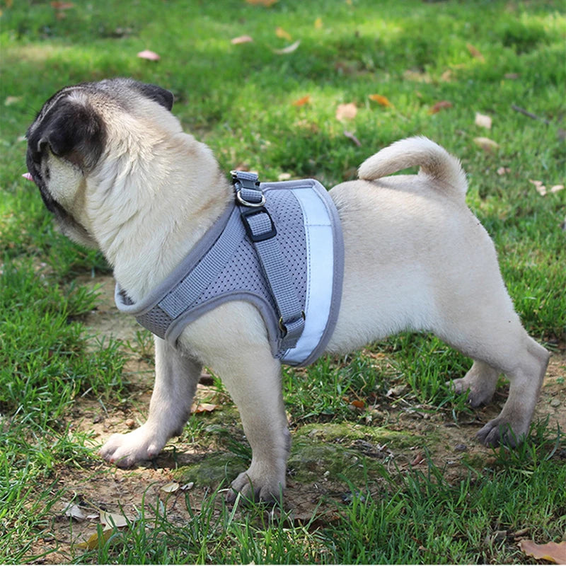 Ensemble Laisse et Harnais en Maille pour Petit Chien - Chiot, Carlin