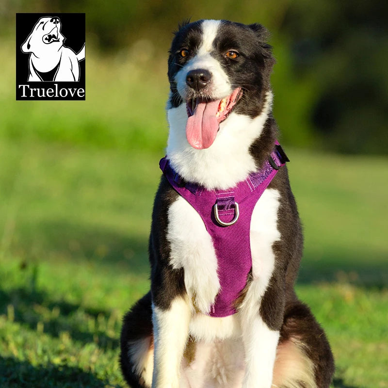 Harnais Nylon Double-H pour Chien - Léger et Imperméable