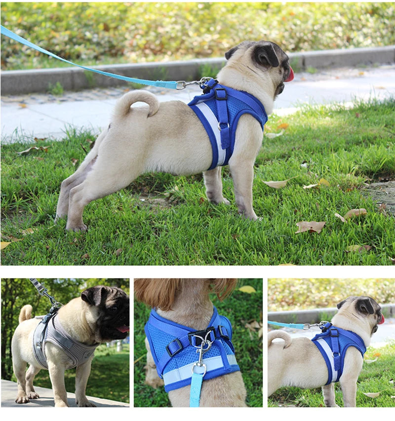 Ensemble Laisse et Harnais en Maille pour Petit Chien - Chiot, Carlin