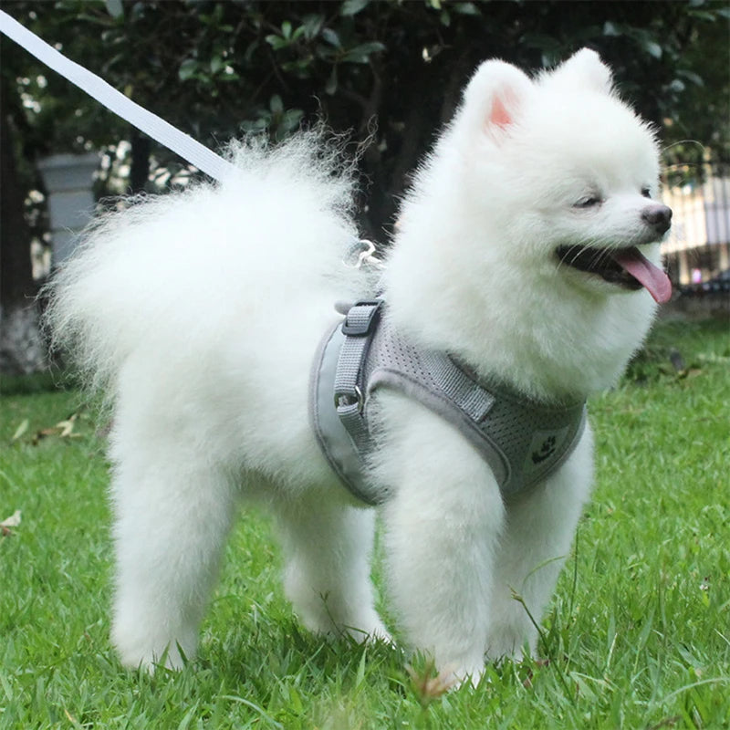 Ensemble Laisse et Harnais en Maille pour Petit Chien - Chiot, Carlin