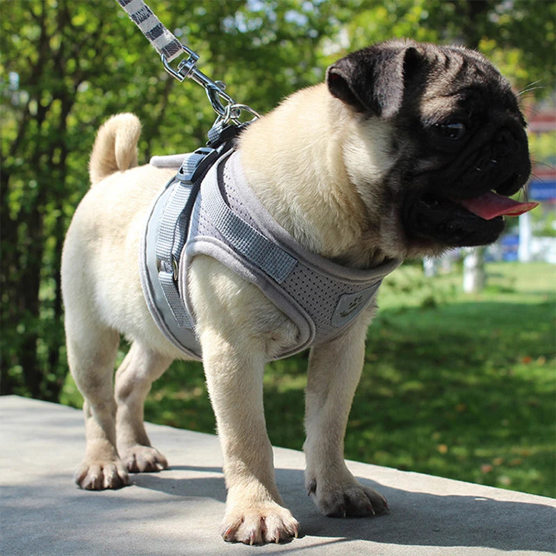 Ensemble Laisse et Harnais en Maille pour Petit Chien - Chiot, Carlin
