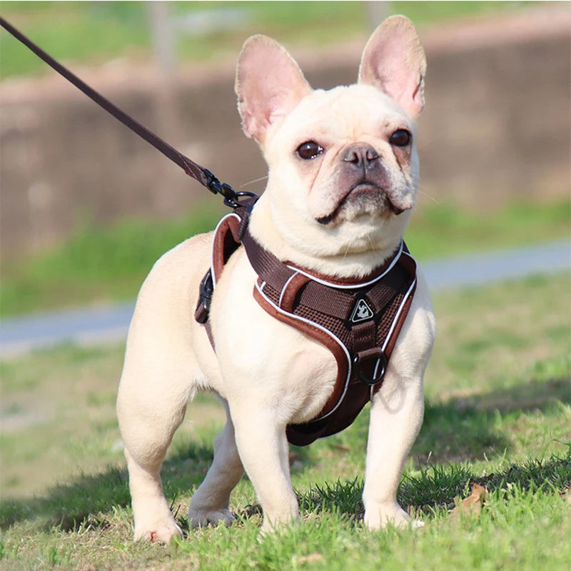 Ensemble Sans Côtes en Maille pour Petit Chien et Chat - Bouledogue Français