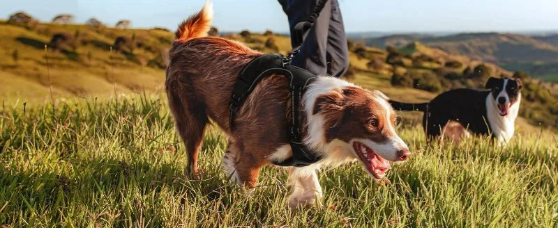 Harnais de Poitrine Antidérapant pour Chien Moyen/Grand - Style Gilet
