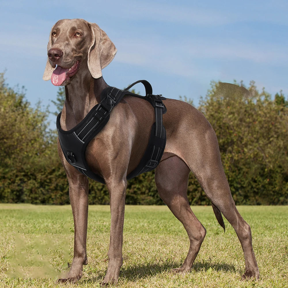 Harnais Rembourré Sans Étranglement pour Petit et Grand Chien