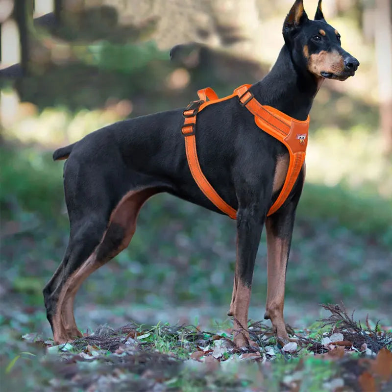 Harnais Réfléchissant Imperméable pour Chien Moyen/Grand - Doberman, Golden