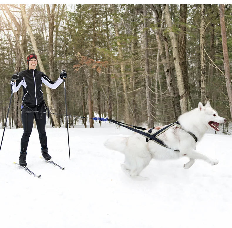 Ensemble Harnais et Laisse Extérieur pour Chien Moyen/Grand