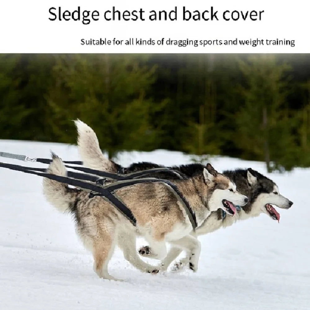 Ensemble Harnais et Laisse Extérieur pour Chien Moyen/Grand