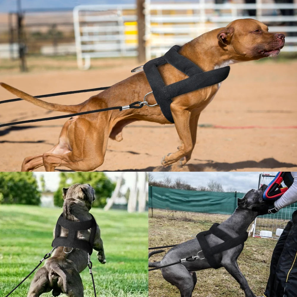 Harnais Canicross pour Chien - Tirage et Entraînement Sportif
