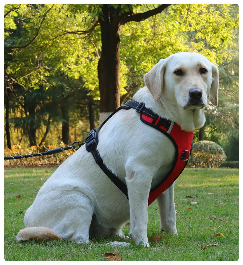 Harnais Type Veste pour Chien - Toutes Races, Résistant aux Chocs