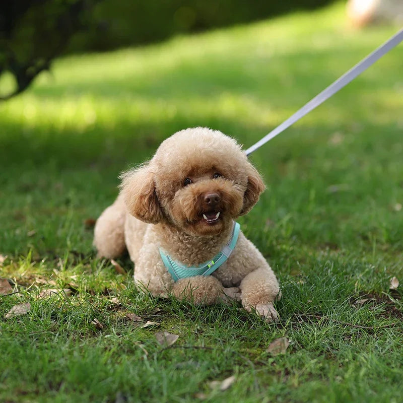 Ensemble Accessoires Réglables pour Chiots et Chats - Bouledogue, Chihuahua
