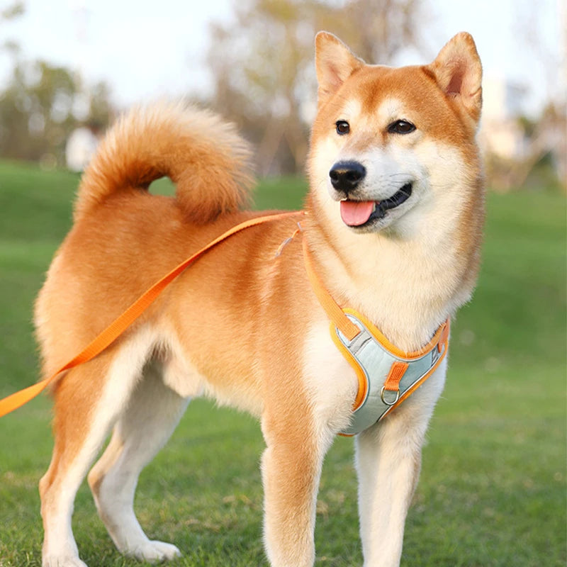 Ensemble Harnais et Laisse Anti-Traction pour Petit Chien et Chat