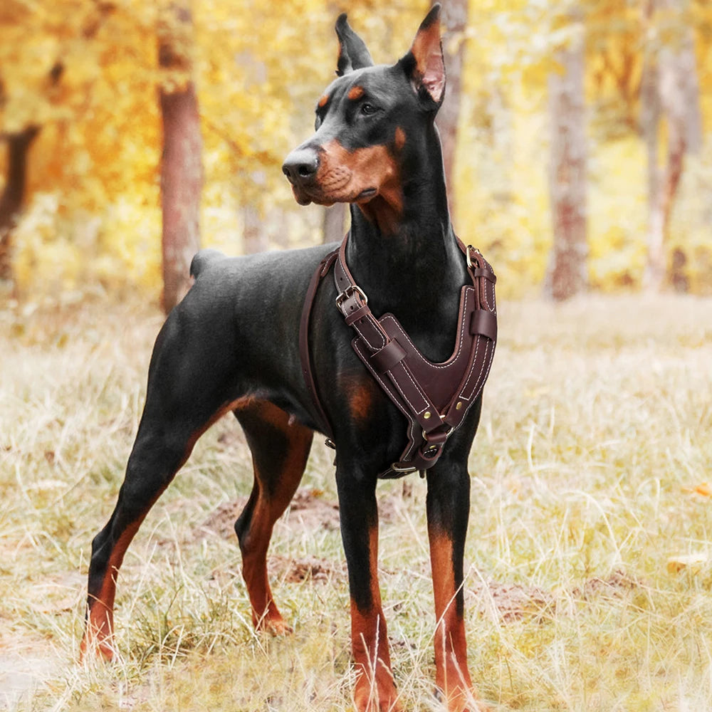 Harnais en Cuir Véritable pour Grand Chien - Poignée Réglable