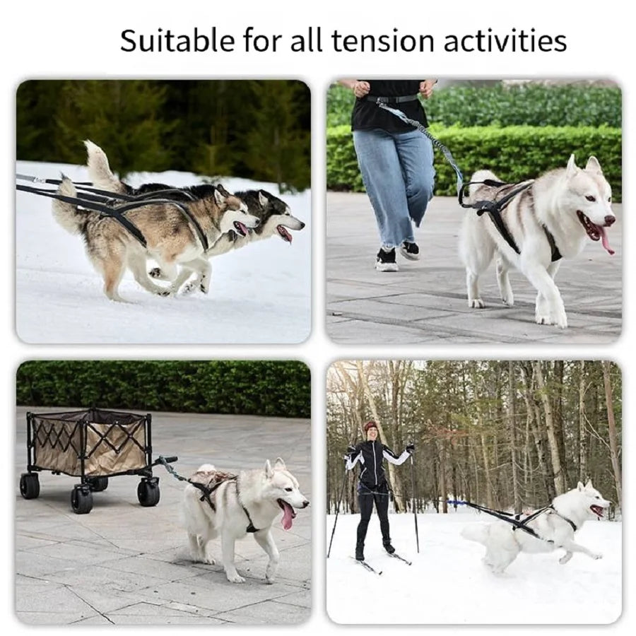 Ensemble Harnais et Laisse Extérieur pour Chien Moyen/Grand