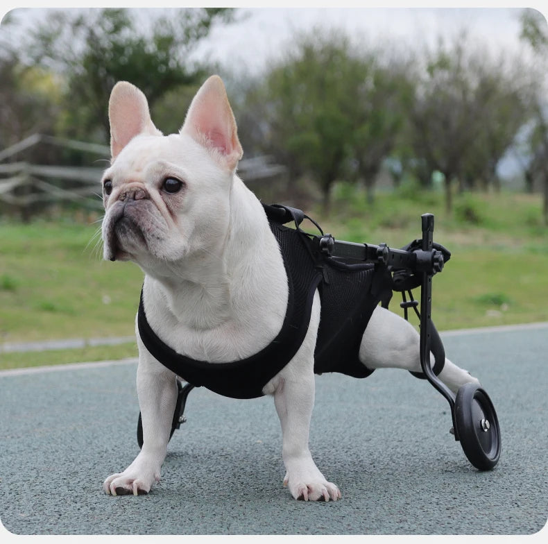 Harnais de Soutien Mobilité Réduite pour Chien - Rééducation