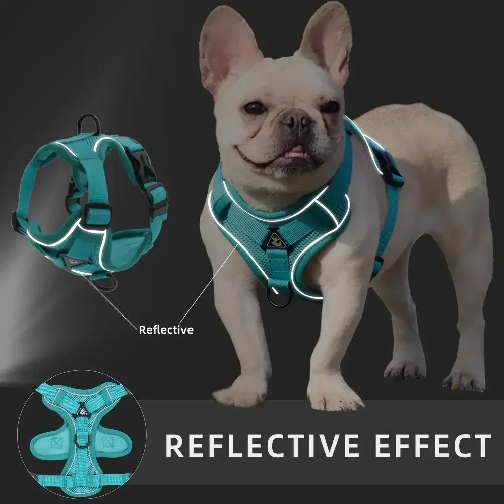 Ensemble Harnais et Laisse Sans Traction pour Bouledogue Français et Chat