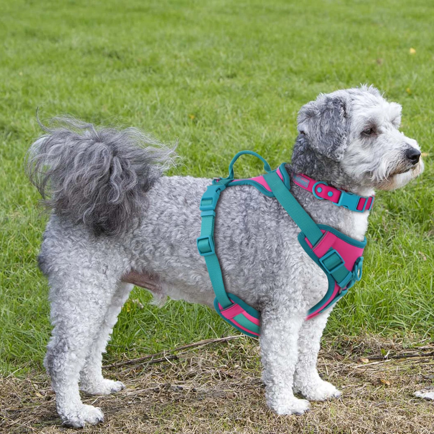 Harnais Personnalisable Anti-Traction pour Chien - Contrasté