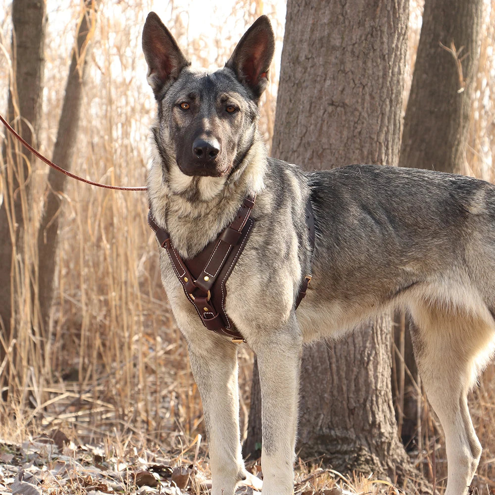 Harnais en Cuir Véritable pour Grand Chien - Poignée Réglable