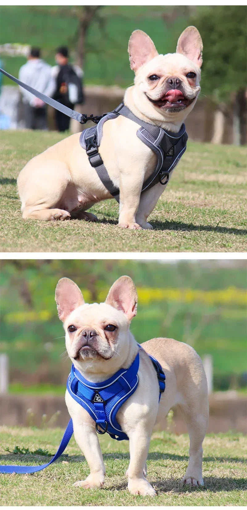 Ensemble Harnais et Laisse Sans Traction pour Bouledogue Français et Chat