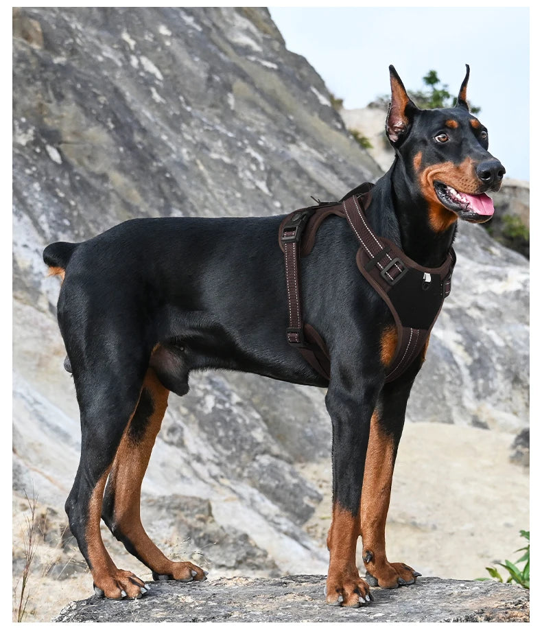 Harnais Multifonction en Nylon pour Chien - Toutes Tailles
