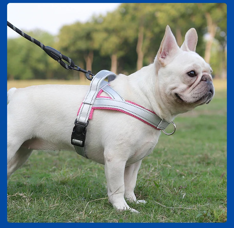 Harnais à la Mode Style Selle pour Chien - Toutes Tailles