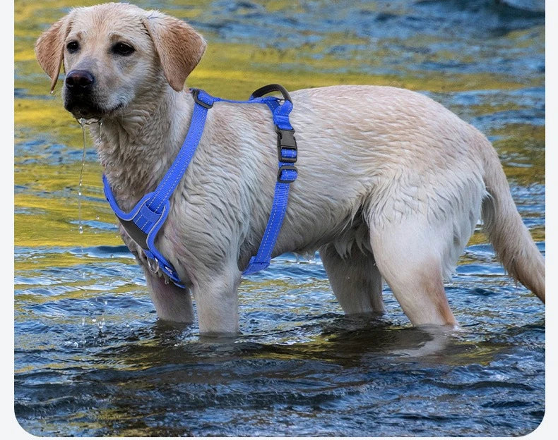 Harnais Forme I Anti-Évasion pour Chien - Enfilage Rapide