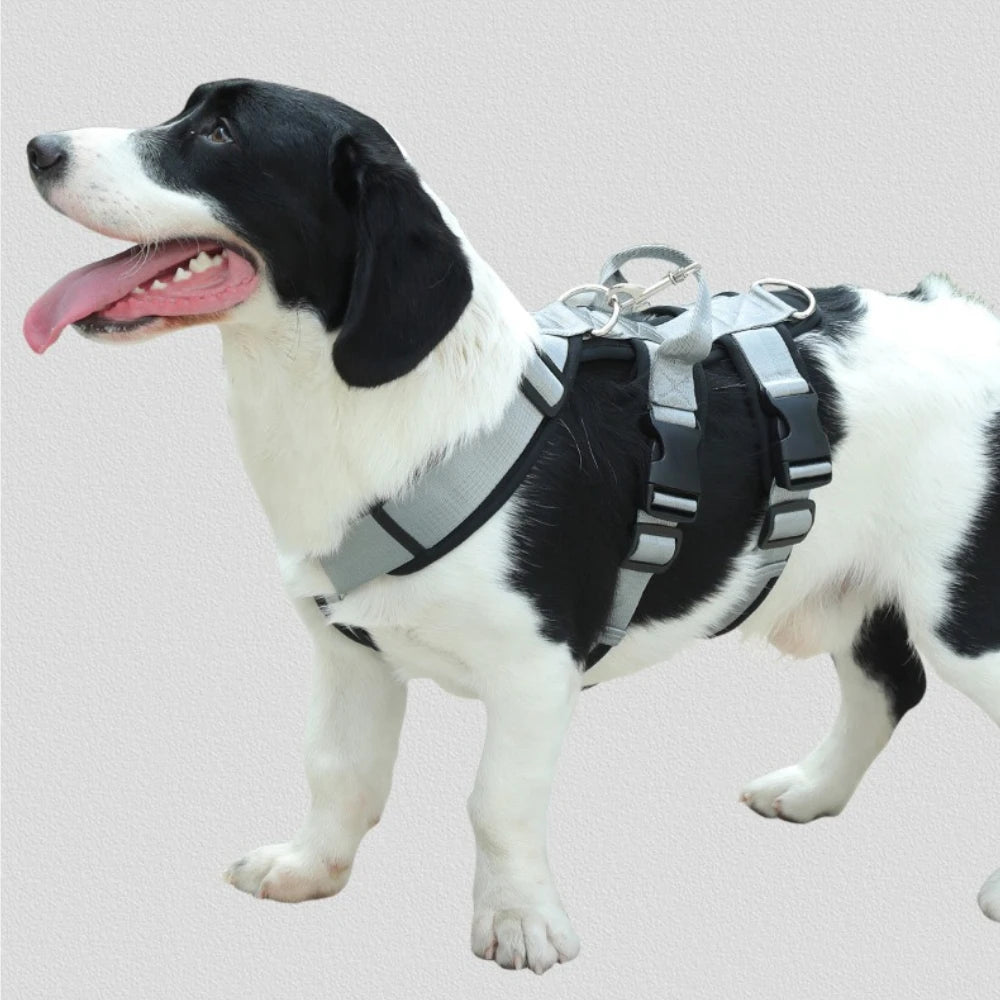 Harnais et Laisse Anti-Évasion Robuste pour Chien - Idéal Corgi