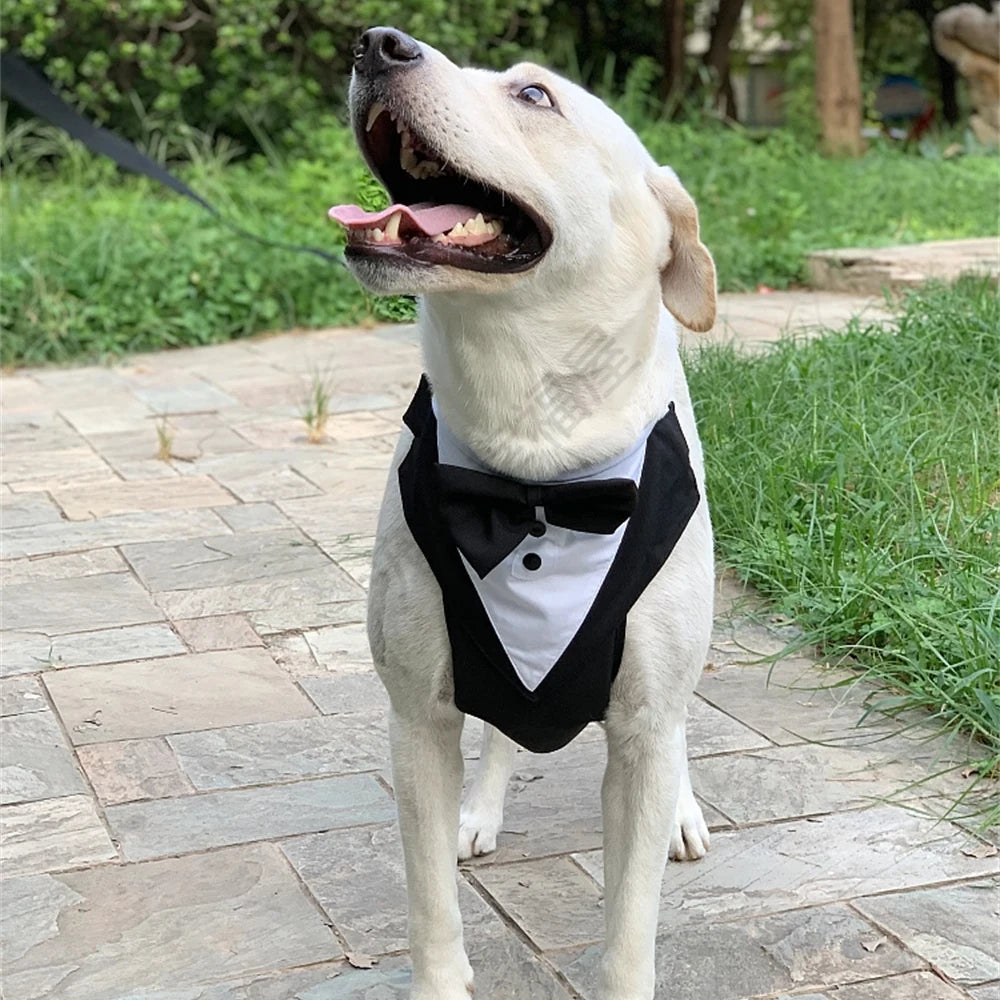 Harnais avec Nœud Papillon pour Petit et Moyen Chien - Anti-Traction
