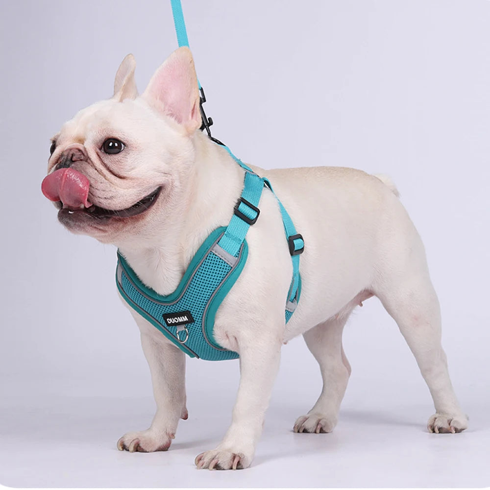 Ensemble Harnais et Laisse Classique et Doux pour Chien - Toutes Races