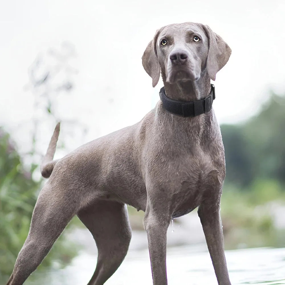 Ensemble Harnais et Accessoires Flexibles pour Bouledogue Français