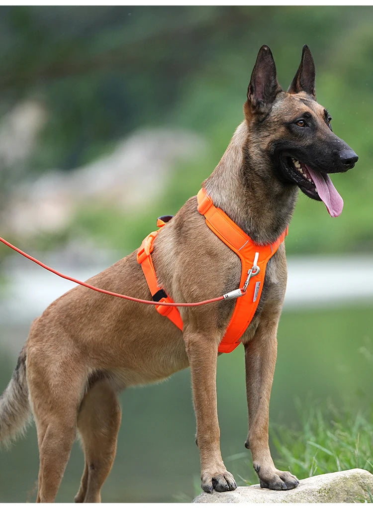 Ensemble Harnais et Laisse Anti-Traction pour Grand Chien
