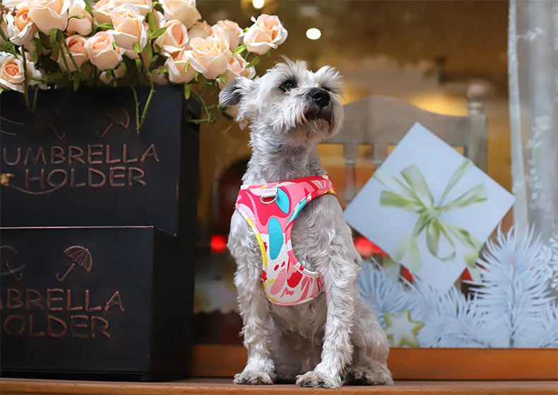 Laisse et Collier Réglables en Maille Polyester - Chien et Chat