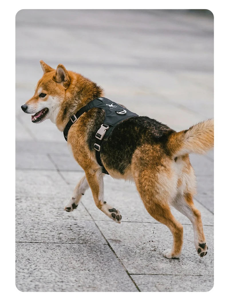 Harnais et Laisse Légers Anti-Traction pour Chien - Toutes Tailles