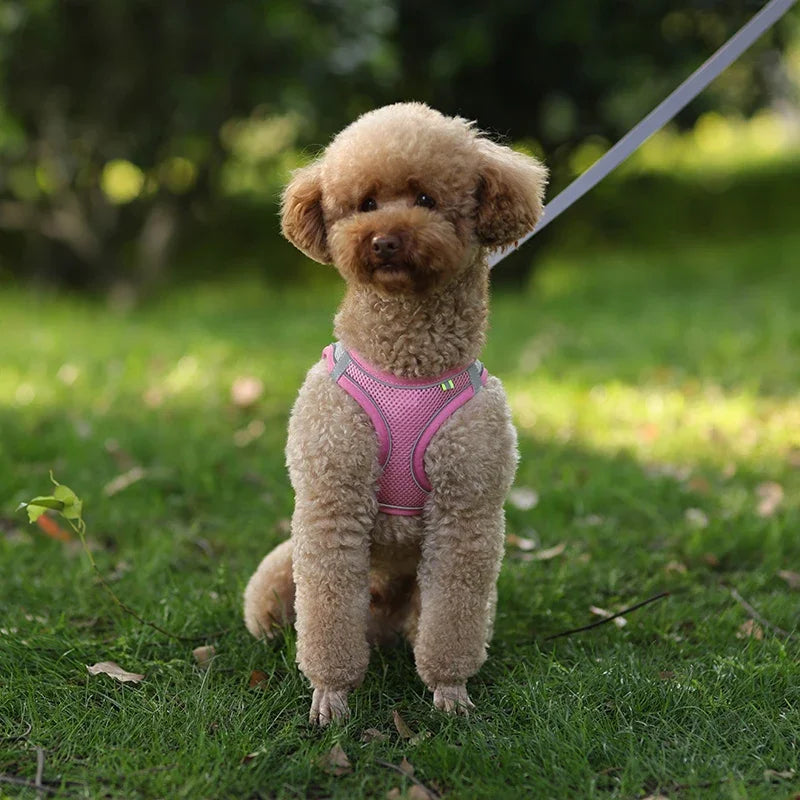 Ensemble Accessoires Réglables pour Chiots et Chats - Bouledogue, Chihuahua