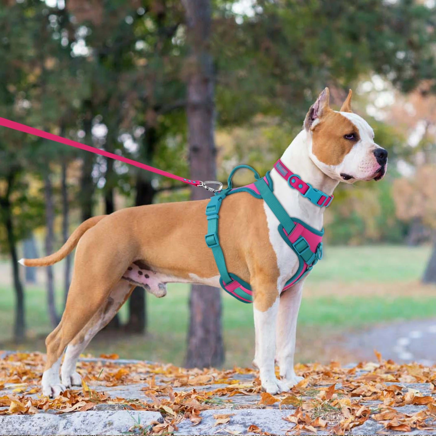 Harnais Personnalisable Anti-Traction pour Chien - Contrasté