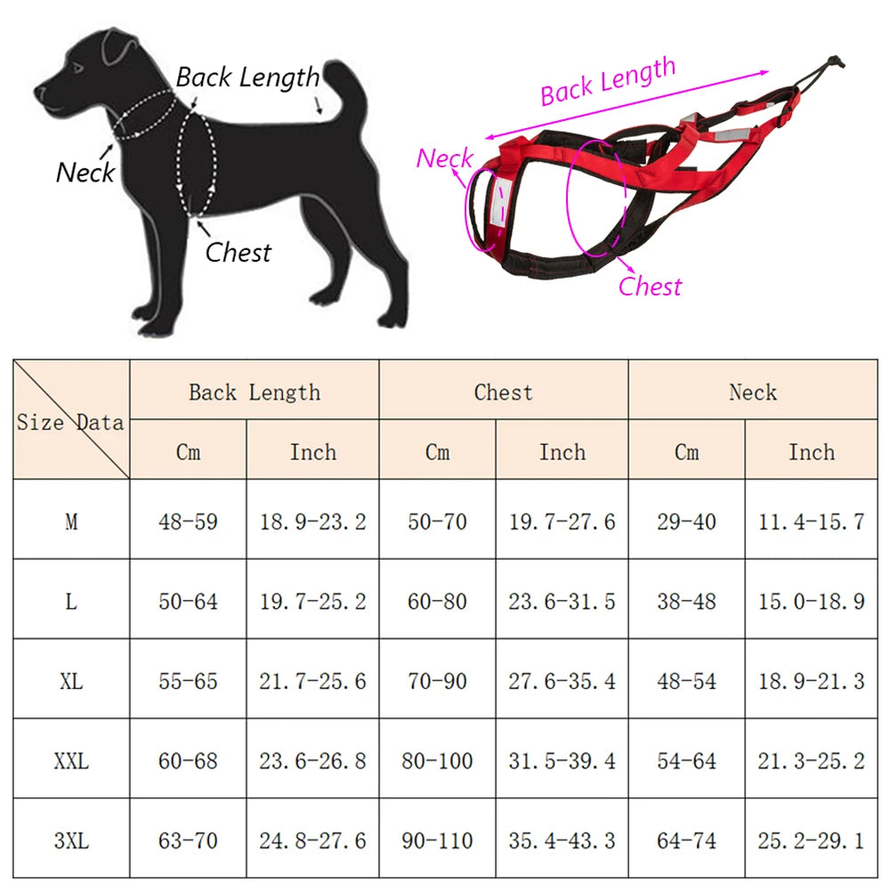 Harnais Ski et Course pour Grand Chien - Haute Qualité