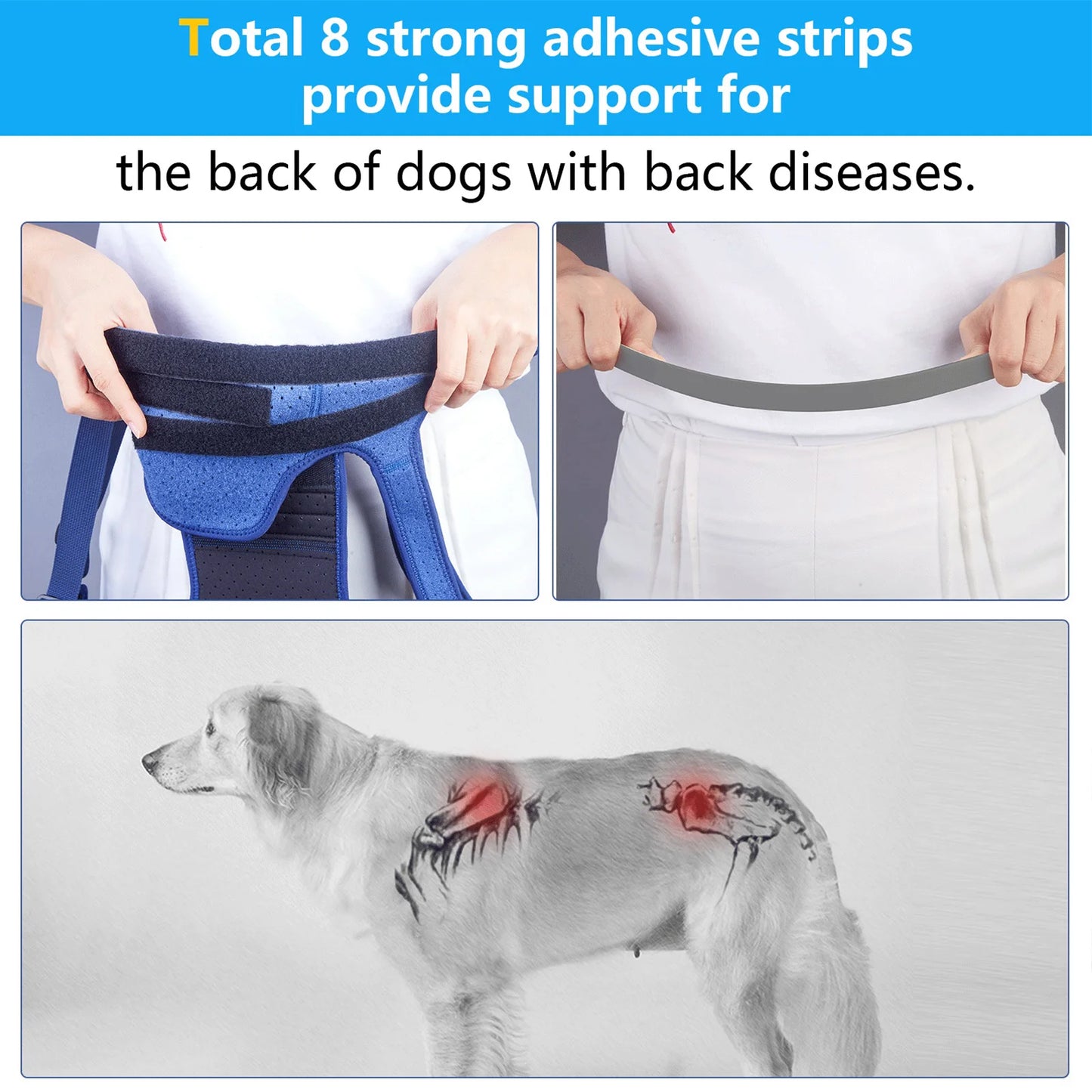 Harnais de Soutien Dorsal COODEO - Protection Colonne Vertébrale