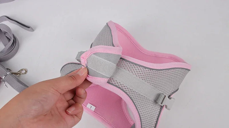 Ensemble Accessoires Réglables pour Chiots et Chats - Bouledogue, Chihuahua