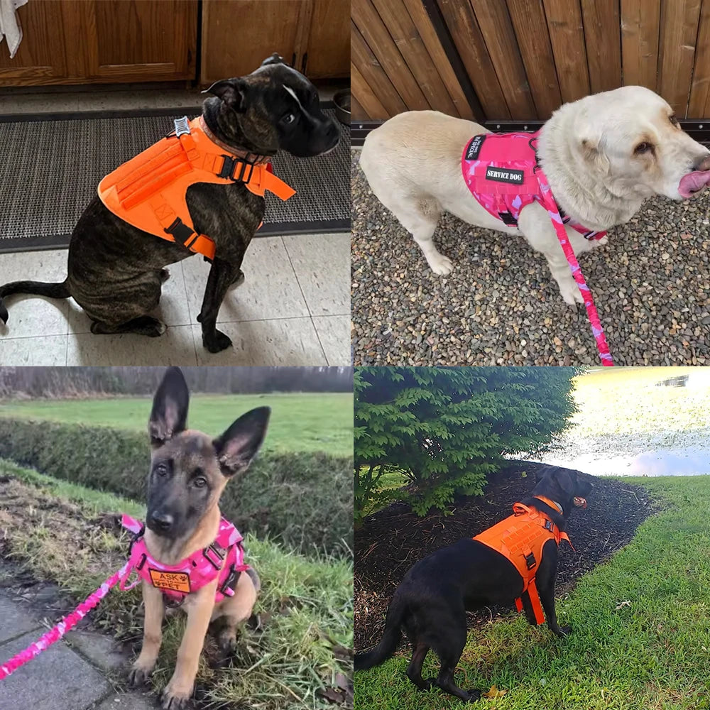 Ensemble Harnais et Laisse Tactique Militaire pour Chien - Anti-Traction