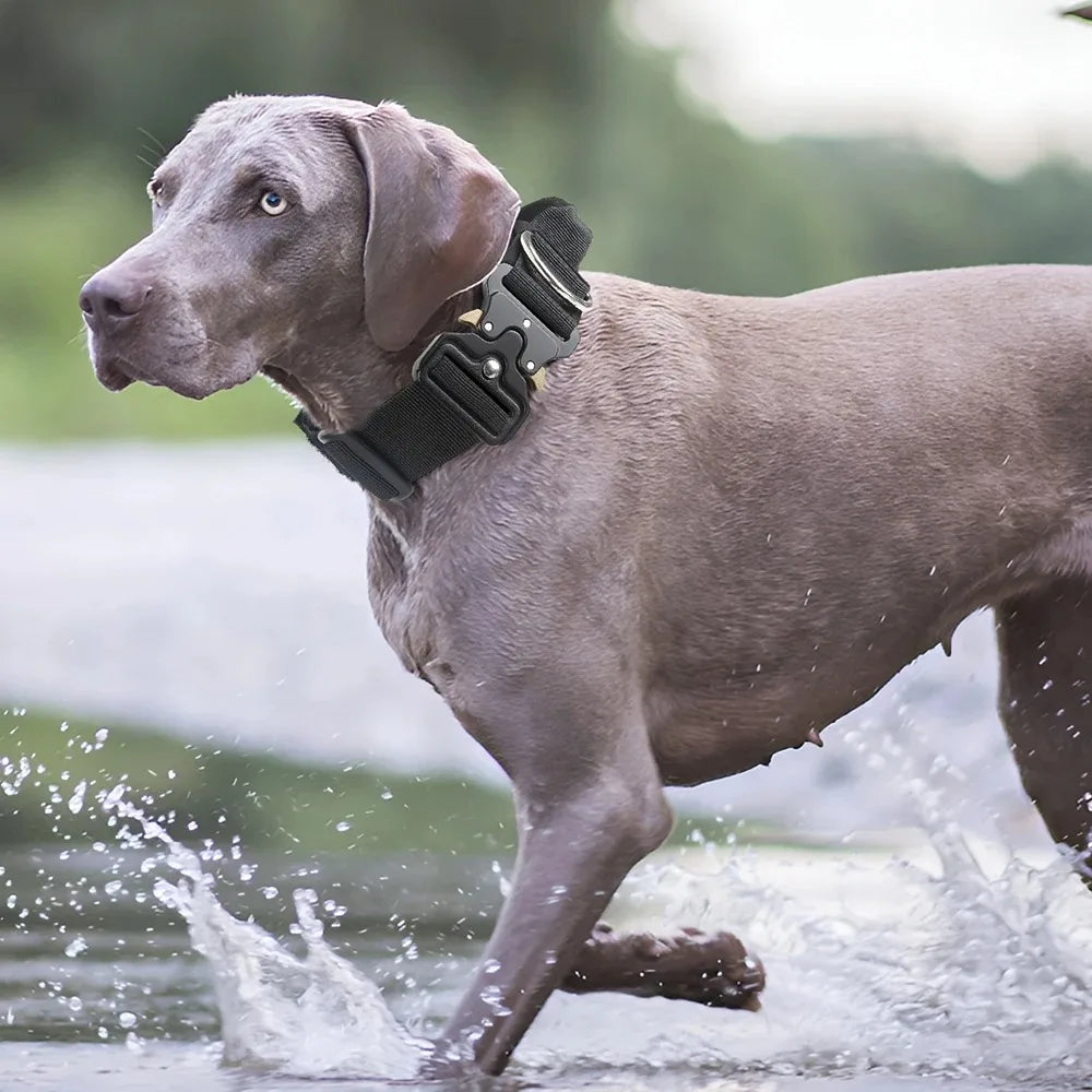 Ensemble Harnais et Accessoires Flexibles pour Bouledogue Français