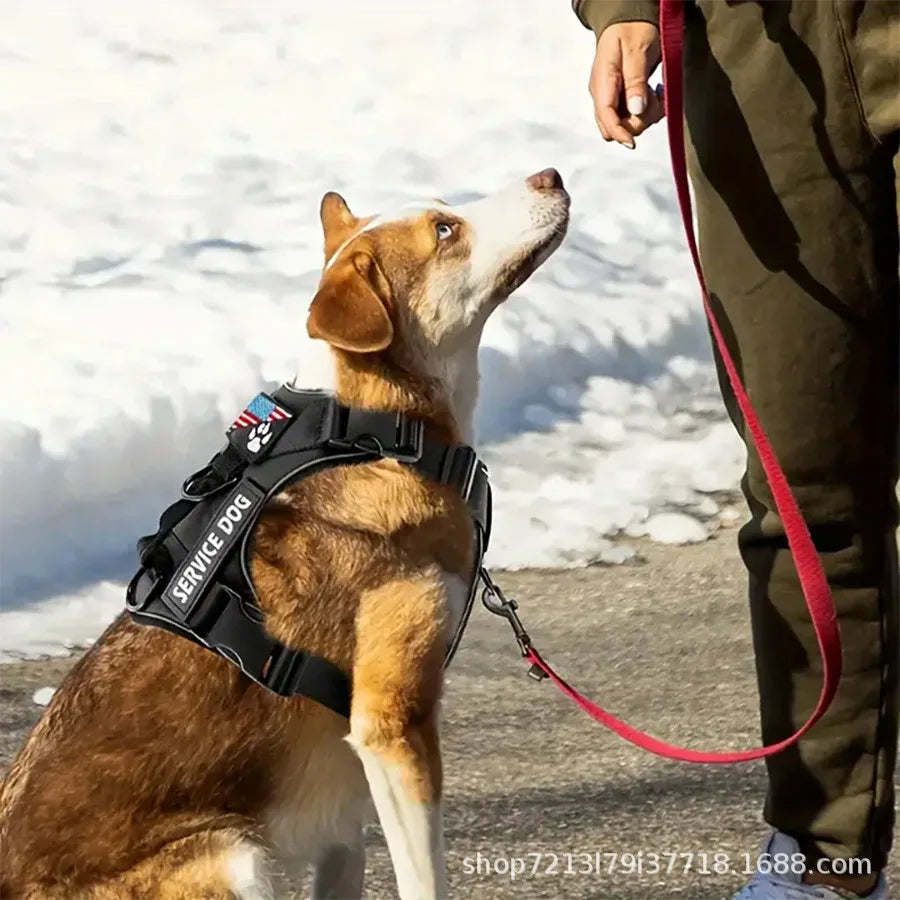 Harnais et Laisse Anti-Évasion Réfléchissants - Petit/Moyen Chien