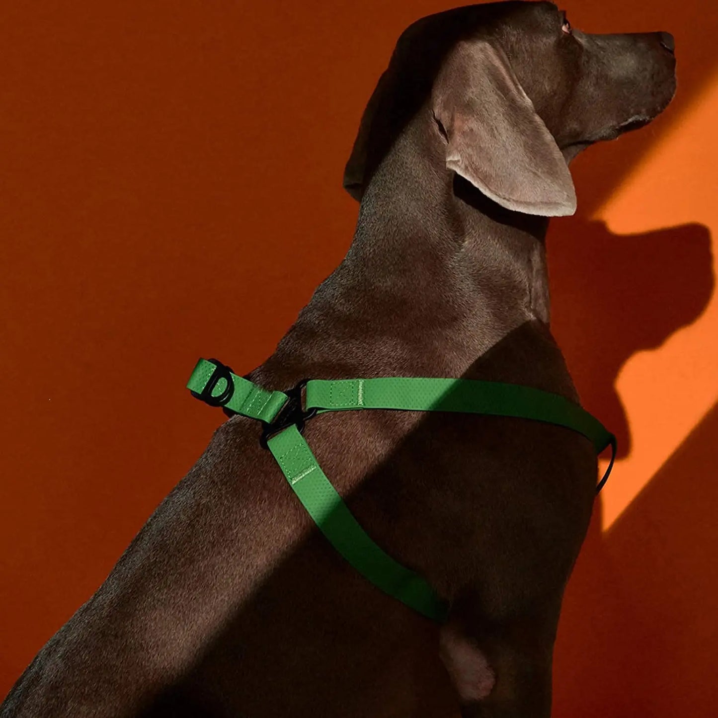 Harnais Réglable Étanche pour Chien - Sans Traction, Toutes Tailles