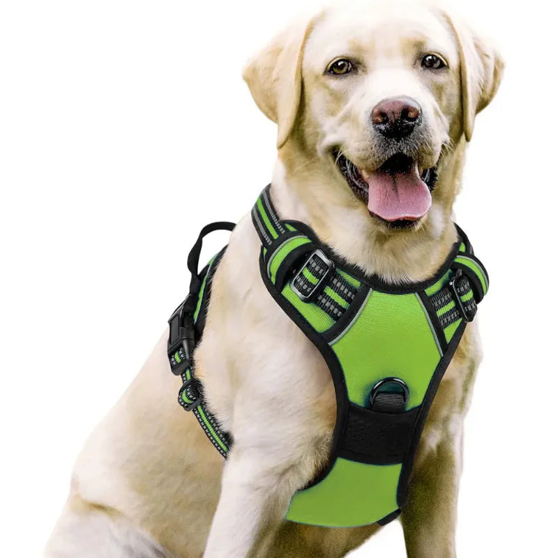 Harnais et Laisse Corde Nylon pour Grand Chien