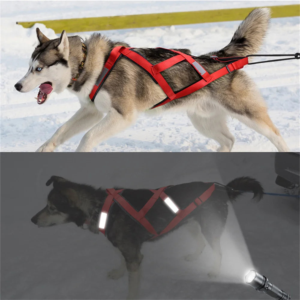 Harnais Ski et Course pour Grand Chien - Haute Qualité