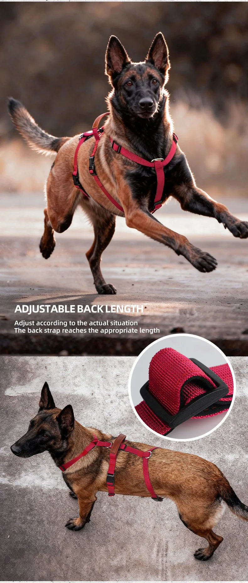 Harnais Anti-Fuite en Nylon avec Poignée pour Golden Retriever, Husky